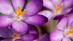 Flowers purple purple flowers