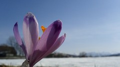 Flowers purple spring skyscapes