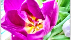 Flowers purple tulips