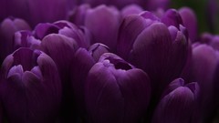 Flowers purple tulips purple
