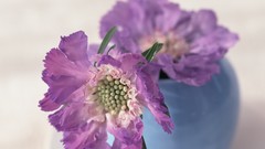 Flowers purple white background