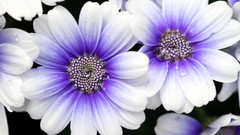 Flowers purple white flowers