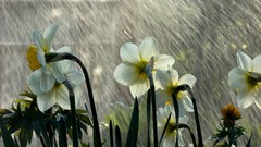 Flowers rain