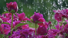 Flowers rain