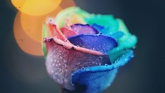 Flowers rain colors after