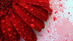 Flowers rain dark red