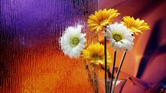 Flowers rain glass window rain on glass