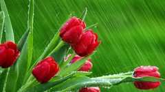 Flowers rain spring tulips red flowers
