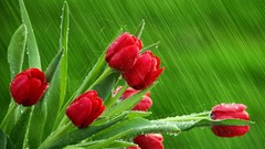 Flowers rain tulips red flowers