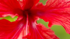 Flowers red blossom hibiscus costa rica