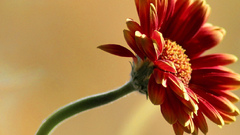 Flowers red color flower