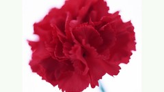 Flowers red flowers carnations