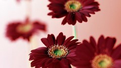 Flowers red flowers gerbera flower