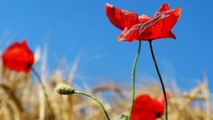 Flowers red flowers Poppies