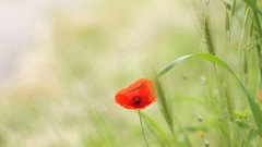 Flowers red flowers Poppies