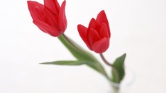 Flowers red flowers Simple Background