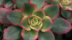 Flowers red Green leaf