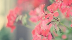 Flowers red light Green Garden bokeh