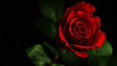 Flowers red love roses close-up