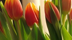 Flowers red orange tulips