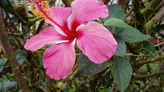 Flowers red pink flower