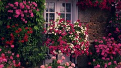 Flowers red pink Green houses