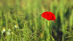 Flowers red Poppies