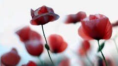 Flowers red Poppies