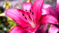 Flowers red red flowers