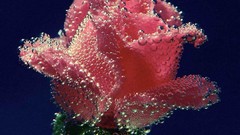 Flowers red roses flower petals