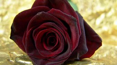 Flowers red roses flower petals