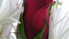 Flowers red roses flower petals