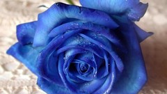 Flowers red roses flower petals