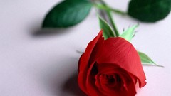 Flowers red roses flower petals