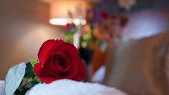 Flowers red roses flower petals