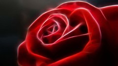 Flowers red roses Fractalius