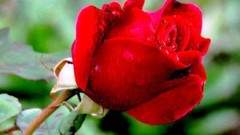 Flowers red roses red rose