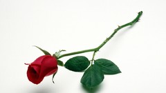 Flowers red roses white background red rose