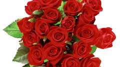 Flowers red roses white background red rose red flowers