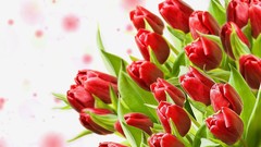 Flowers red tulips
