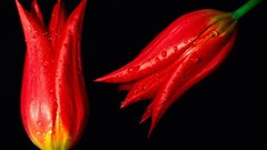 Flowers red tulips water drops