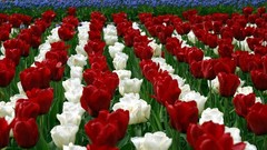 Flowers red white tulips