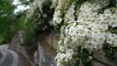 Flowers roads white flowers