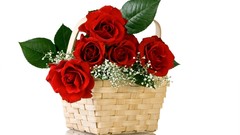 Flowers roses baskets