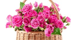 Flowers roses baskets