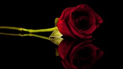 Flowers roses black background