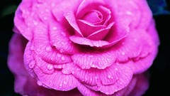 Flowers roses black background pink flowers water drops pink 