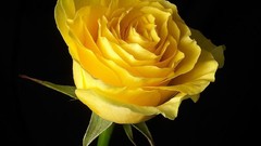 Flowers roses black background yellow flowers Yellow Rose