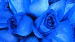 Flowers roses blue rose blue flowers