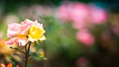 Flowers roses bokeh blurred background